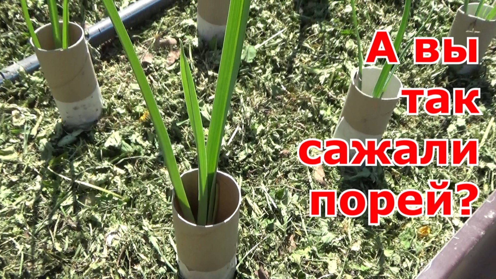 Высадка рассады лука-порея с помощью втулок от туалетной бумаги. Как вырастить порей чистым