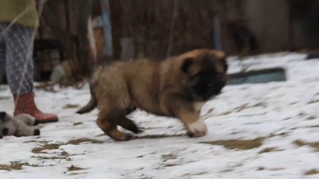 кавказская овчарка
