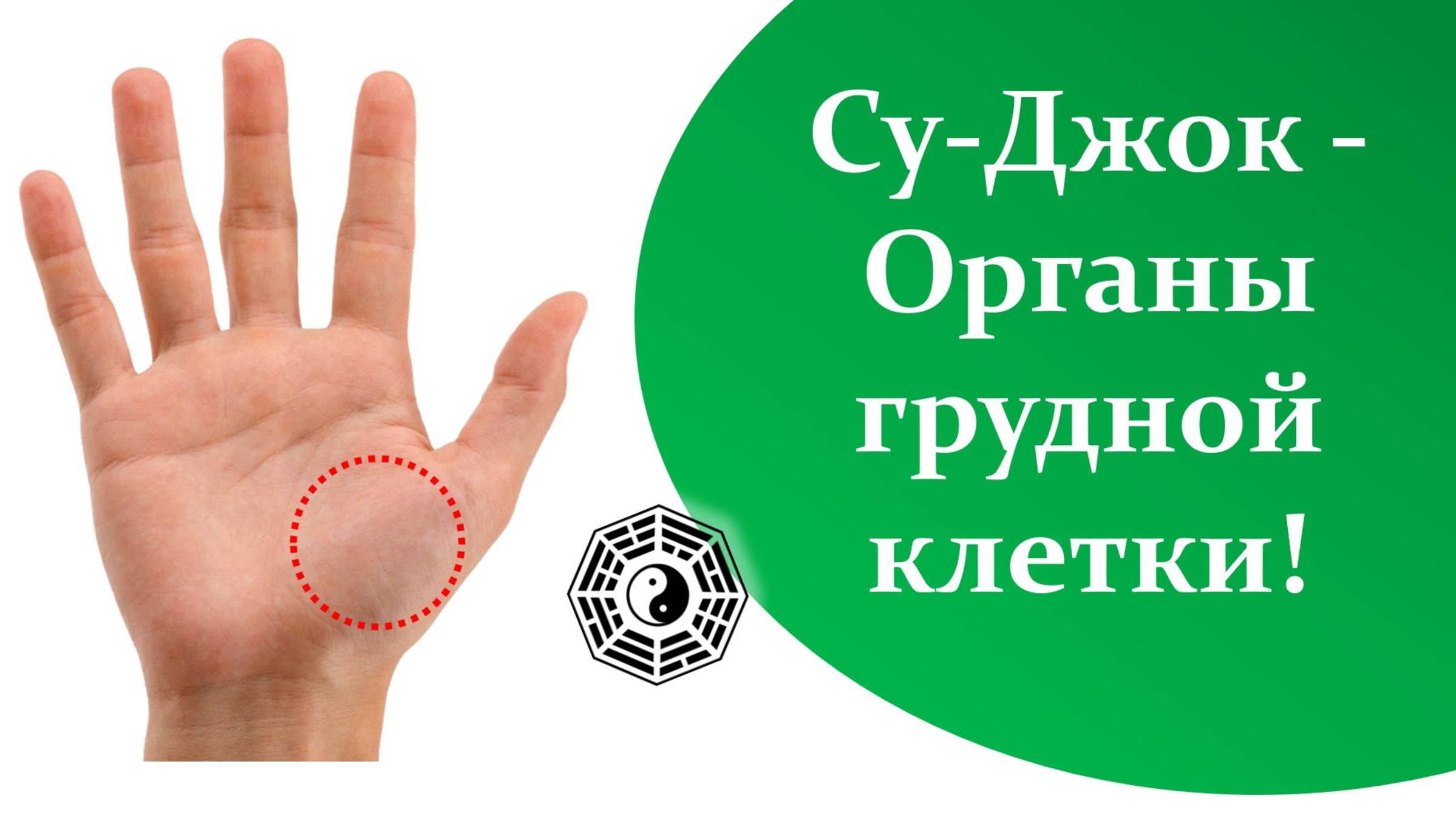 08 Органы грудной клетки