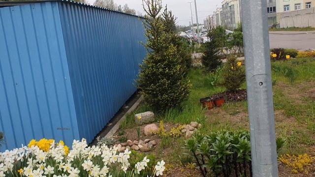 Самые красивые газоны нашего ЖК
