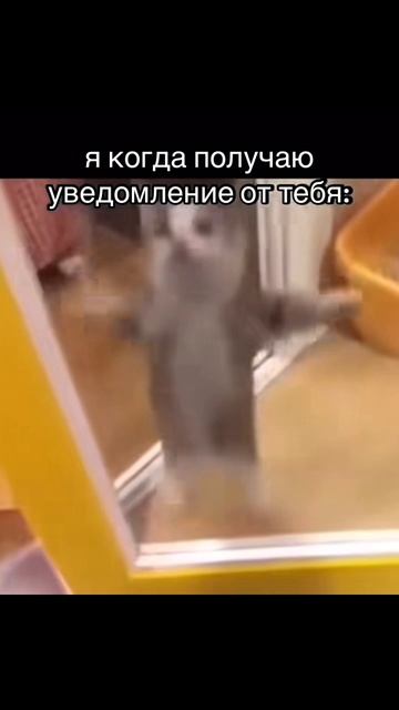 ТГК: FreyzyFoxy #freyzyfoxy #фрейзифокси