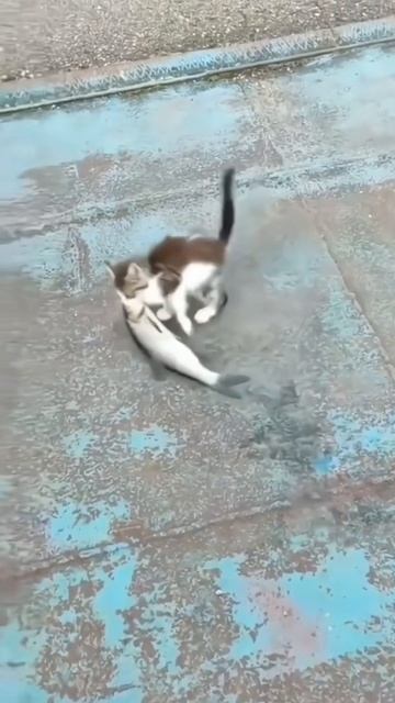Сколько же силы в этом котёнке?