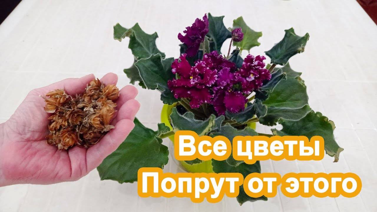 Цветы попрут Метод моей бабушки внеся Это в декабре .Попрут и дадут шикарное цветение.
