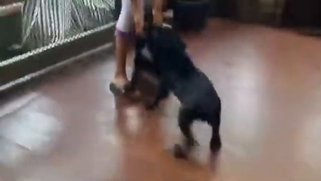 Щенки кане корсо. Cane corso puppies