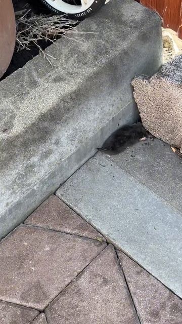 Когда живешь в частном доме, обычно твоими соседями могут быть 🐁🐭🕷️🐛🪲🐍🦎