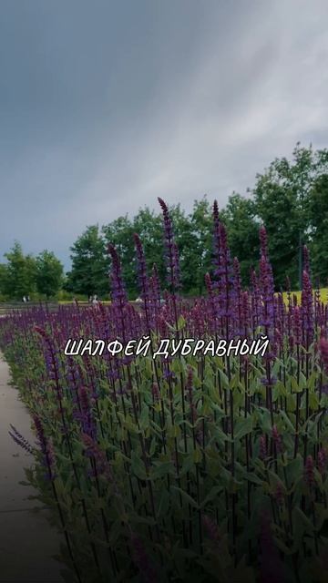 Парк Галицкого. Что цветет прямо сейчас