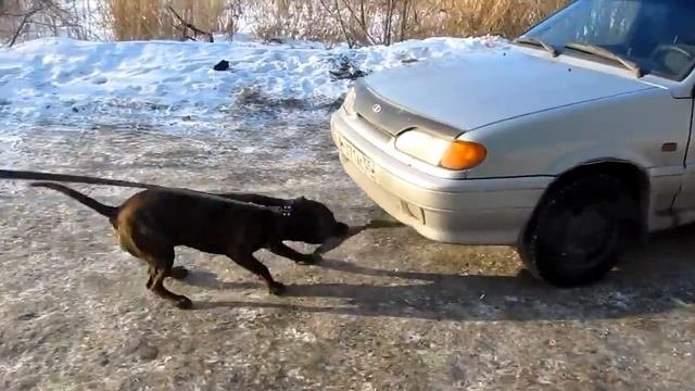 Прикол с машиной!) Питбуль жестко тянет)