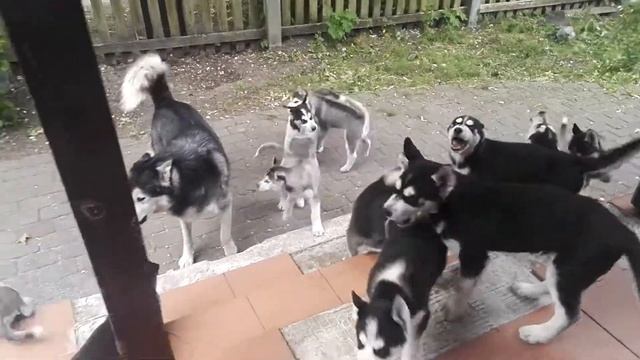 Хор имени Хаски.