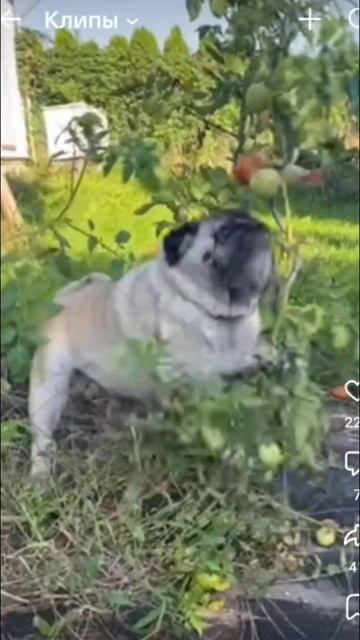 Манящая помидорка