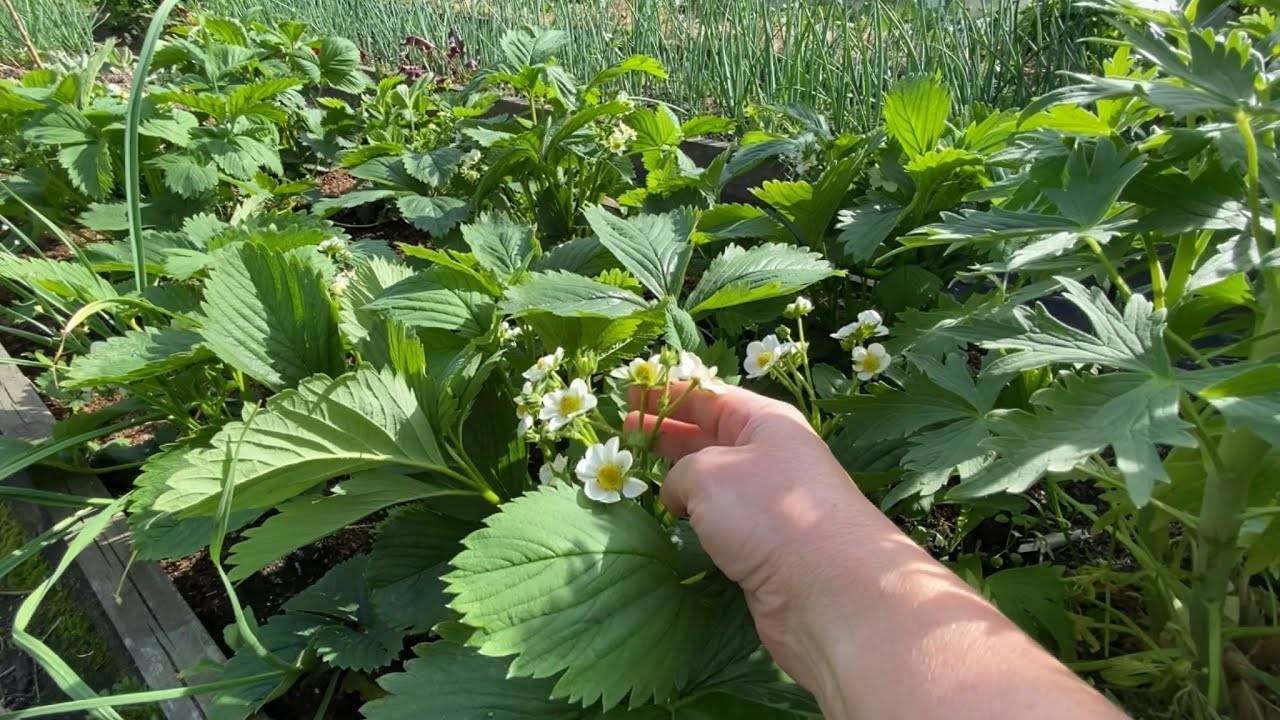 🌱 СПАСИТЕ КЛУБНИКУ ОТ ДОЛГОНОСИКА! Этот способ работает на 100% – проверено!