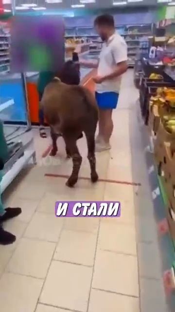 Новостничок (491)