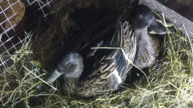 КЛЯКСА усаживается на свои 🐣 но ДУНЯША  помогать решила, хотя свои не несла🐣23-05-2025