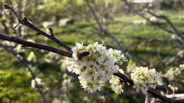 Весенний сад благоухает. Весеннее солнце прогрело деревья и воздух настоялся ароматами черемухи.