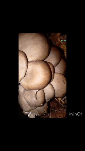 1000006386.mp4