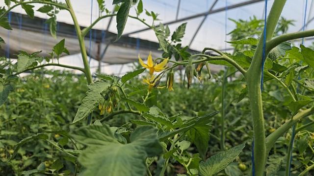 Возможно ли получить короткие междоузлия на вегетативном томате.