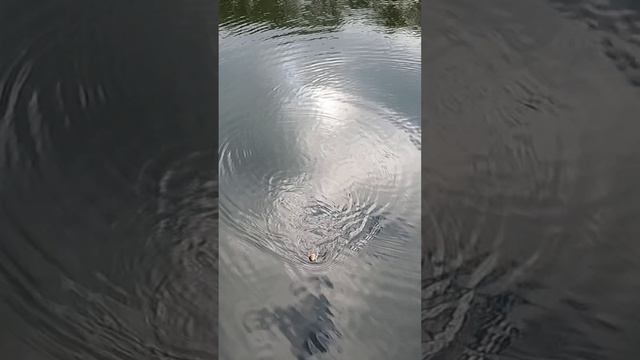 Хороший карась на мормышку, жаль что плетенка не выдержала........