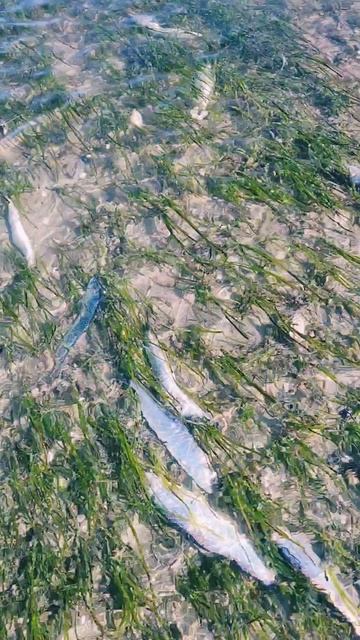 В Магадане селёдку не ловим, а собираем руками!😁🐟💙 #nastikae #fishing #селёдка