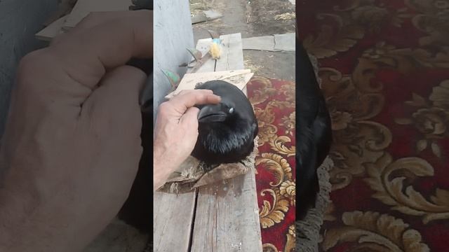 VID_20250413_164926.mp4