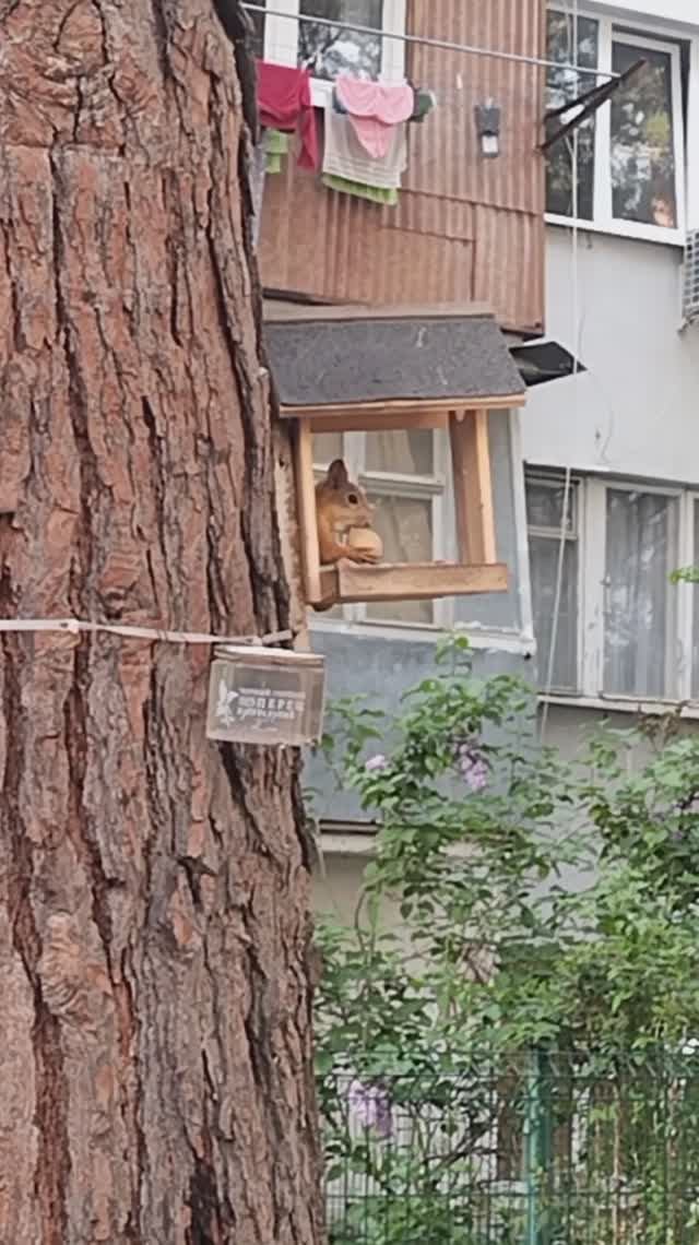 бельчонок