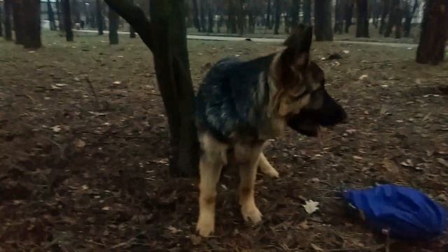 Крупный щенок немецкой овчарки Дакс. BIG PUPPY DAX.