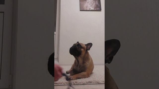 Как собирается гулять французский бульдог frenchbulldog фр