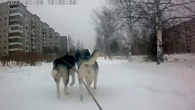 Хаски катают