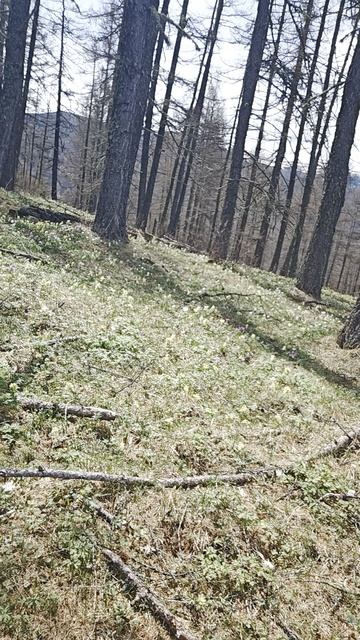 Вершина Ороктойского перевала