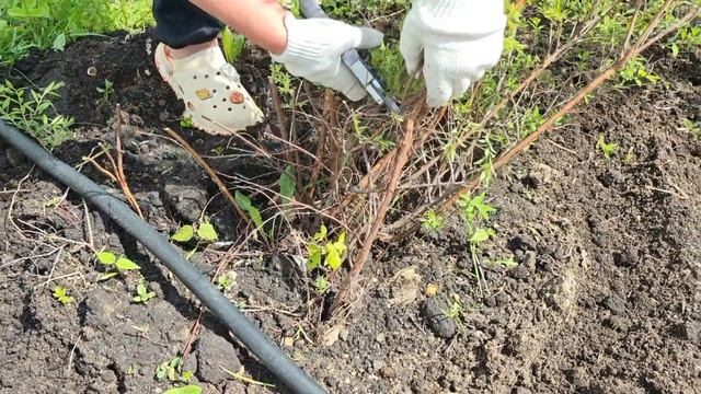 Как обрезать спирею,чтобы пышно цвела?