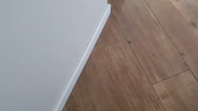 Плановий огляд і вакцинація. #ukraine #cats #київ #котики #вак