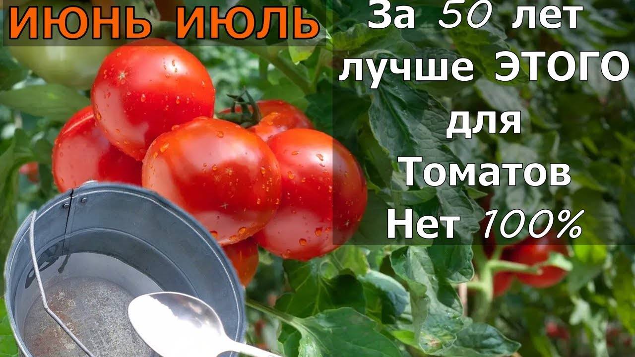 ПОДКОРМКА ТОМАТОВ! Вмиг Заплодоносят, Фитофторы у помидор Не Будет Никогда  Подкормите в Июне!
