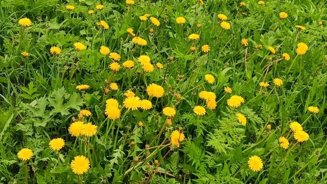 ТАНЦУЮЩИЕ ОДУВАНЧИКИ: МАГИЯ ВЕСНЫ.
