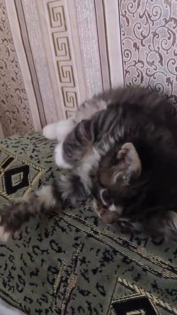 Котэ и мамка