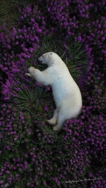 -3415477842350542375