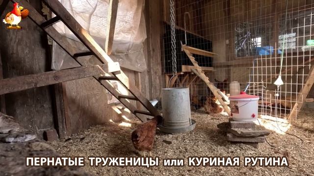 Куры несушки свободного выгула и их обычная куриная рутина – эпизод (341)