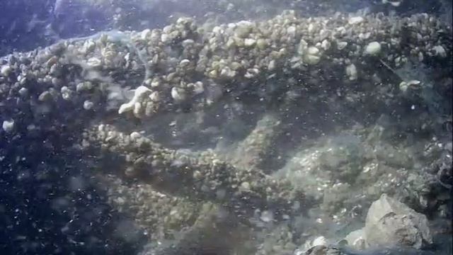 1000043388.mp4Волга гл.5м.23.05.2025г.