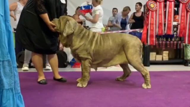 НАЦИОНАЛЬНЫЙ ЧЕМПИОНАТ НЕАПОЛИТАНСКИЙ МАСТИФ 2019 Моск