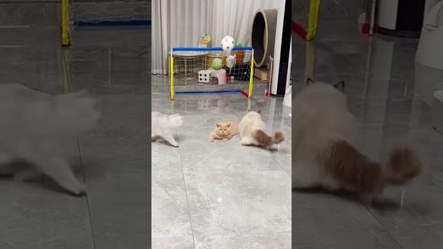 НЕВЕЗУЧИЙ КОТИК