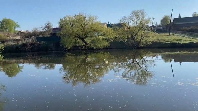 Прогулки с немецкой овчаркой лес, купание.  Весенний л?