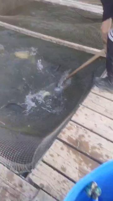 1000 карпа в водоёме.