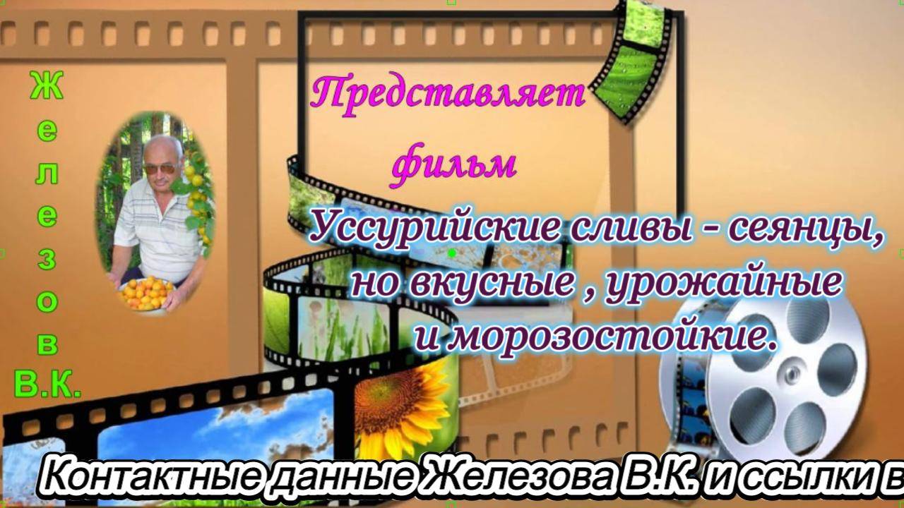 Уссурийские сливы - сеянцы, но вкусные , урожайные и морозостойкие.