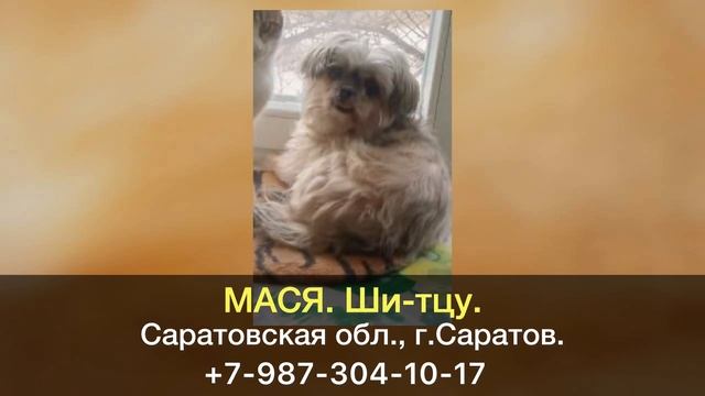 Пропала собака! МАСЯ. Ши-тцу. Саратовская область, г.Са?