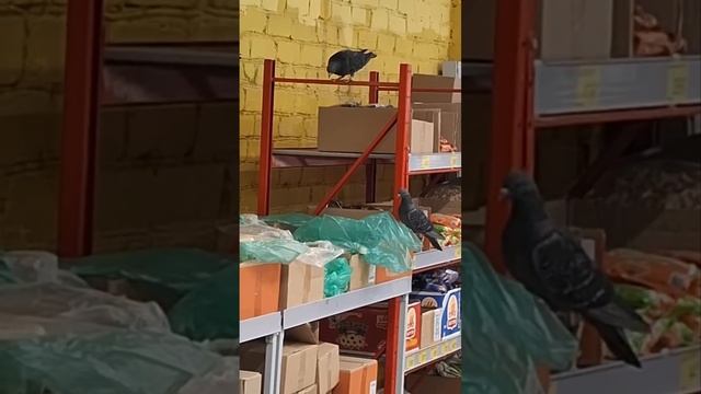 🤢 Голуби устроили «шведский стол» в одном из ульяновских магазинов  В «Победе» на улице Гончарова
