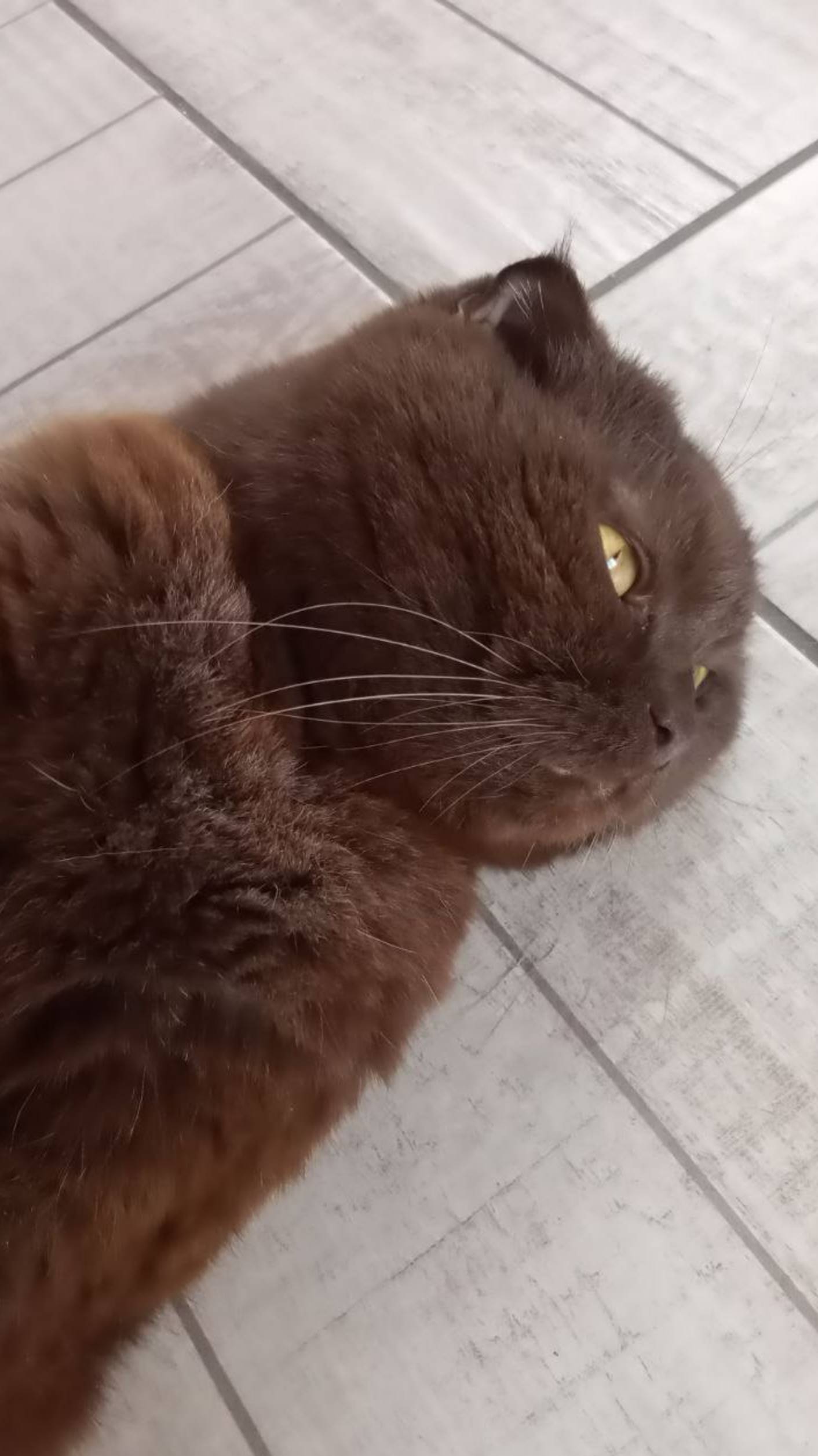Усатый наш в гостях как дома!☺️😻#нашикотики#питомцы
