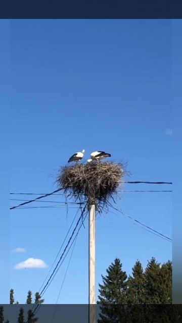 Красота