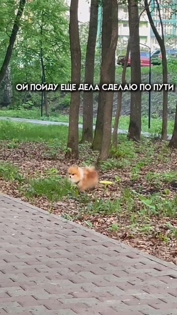 сам кидай игрушку,сам потом и бегай #приколы #ржака #собака #шпиц
