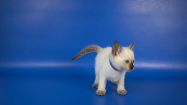 Тайская девочка Iskra Gamlet, сил пойнт, 1,5 месяца
