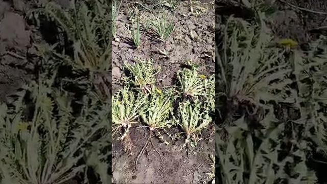 рассада цветов