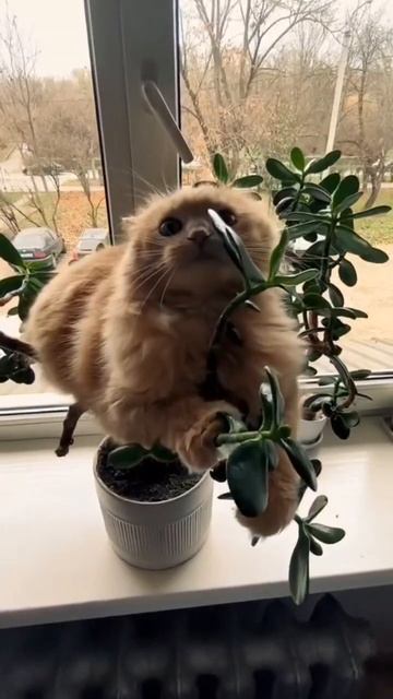 Садовод года😜
