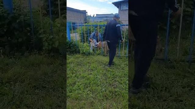 косуля застряла в заборе