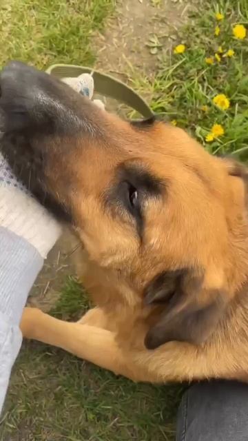 «Ласковая улыбака» - именно так можно охарактеризовать Шайн🐶 (в поисках дома🏡)